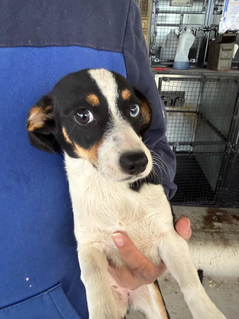 Jellybean, Adoptable, Puppy Female Jack Russell Terrier & Mixed Breed.