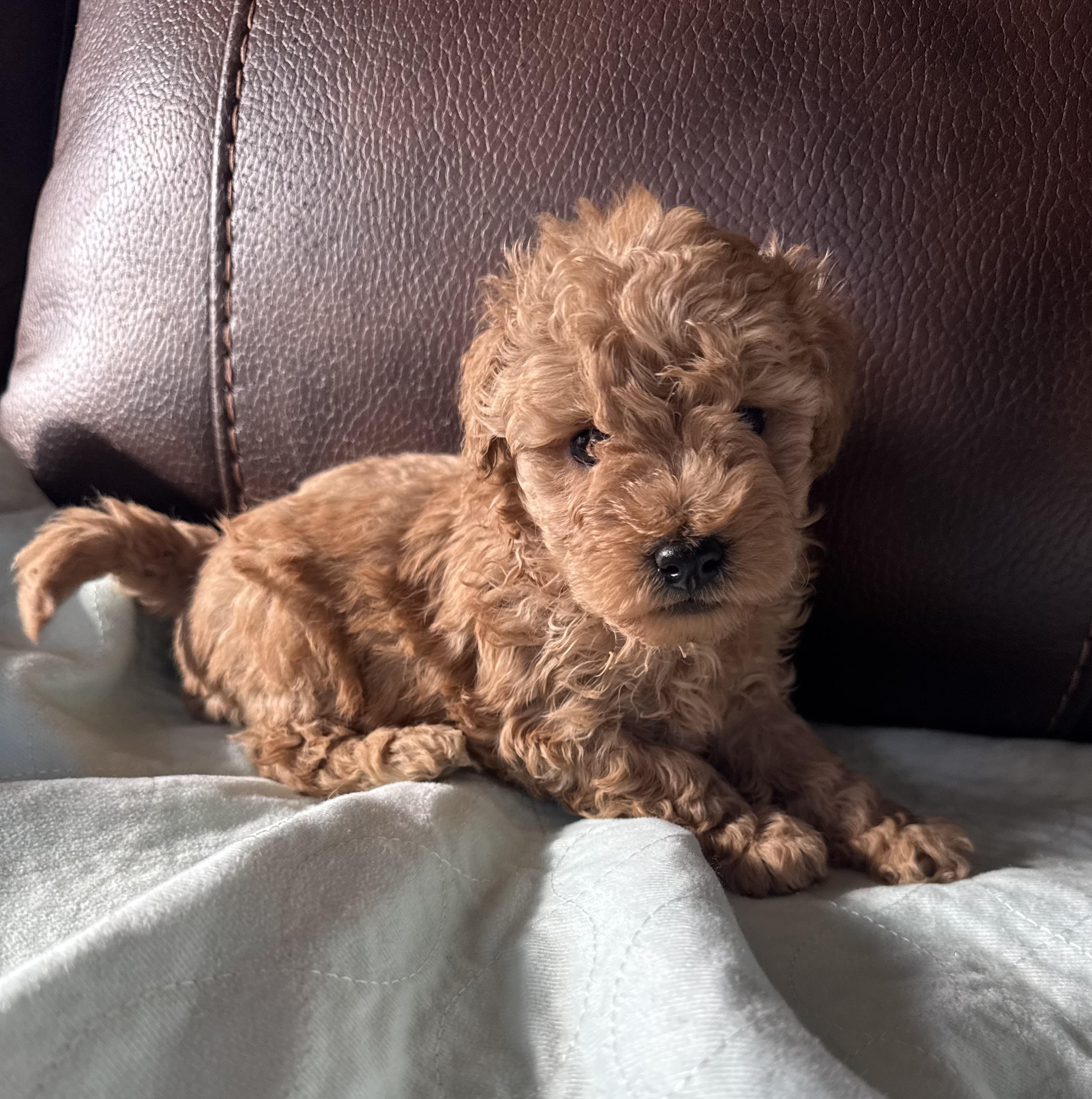 Enlarge Red, a ADOPTABLE Miniature Poodle in Glenwood City, WI image 1/4