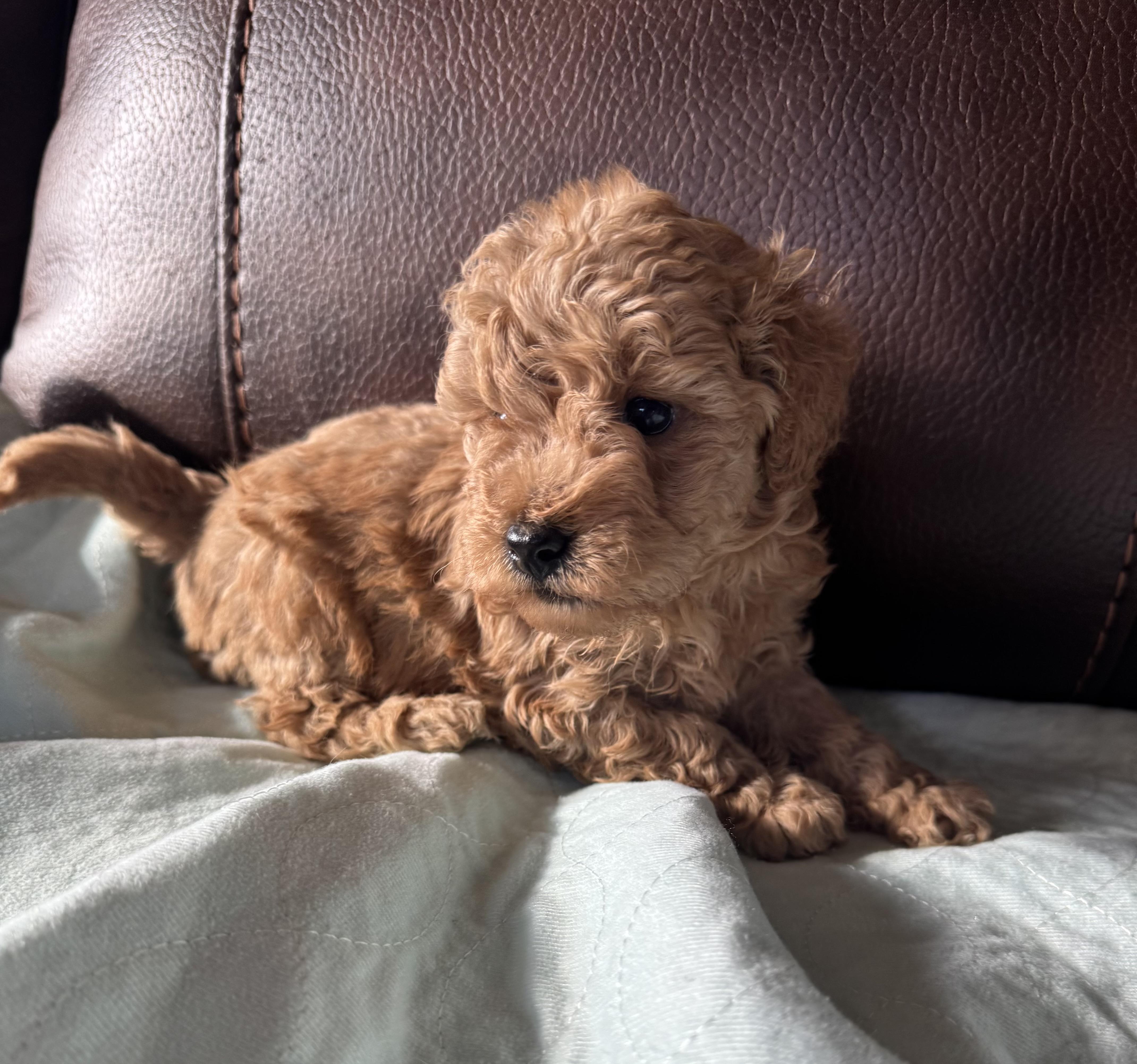 Enlarge Red, a ADOPTABLE Miniature Poodle in Glenwood City, WI image 4/4
