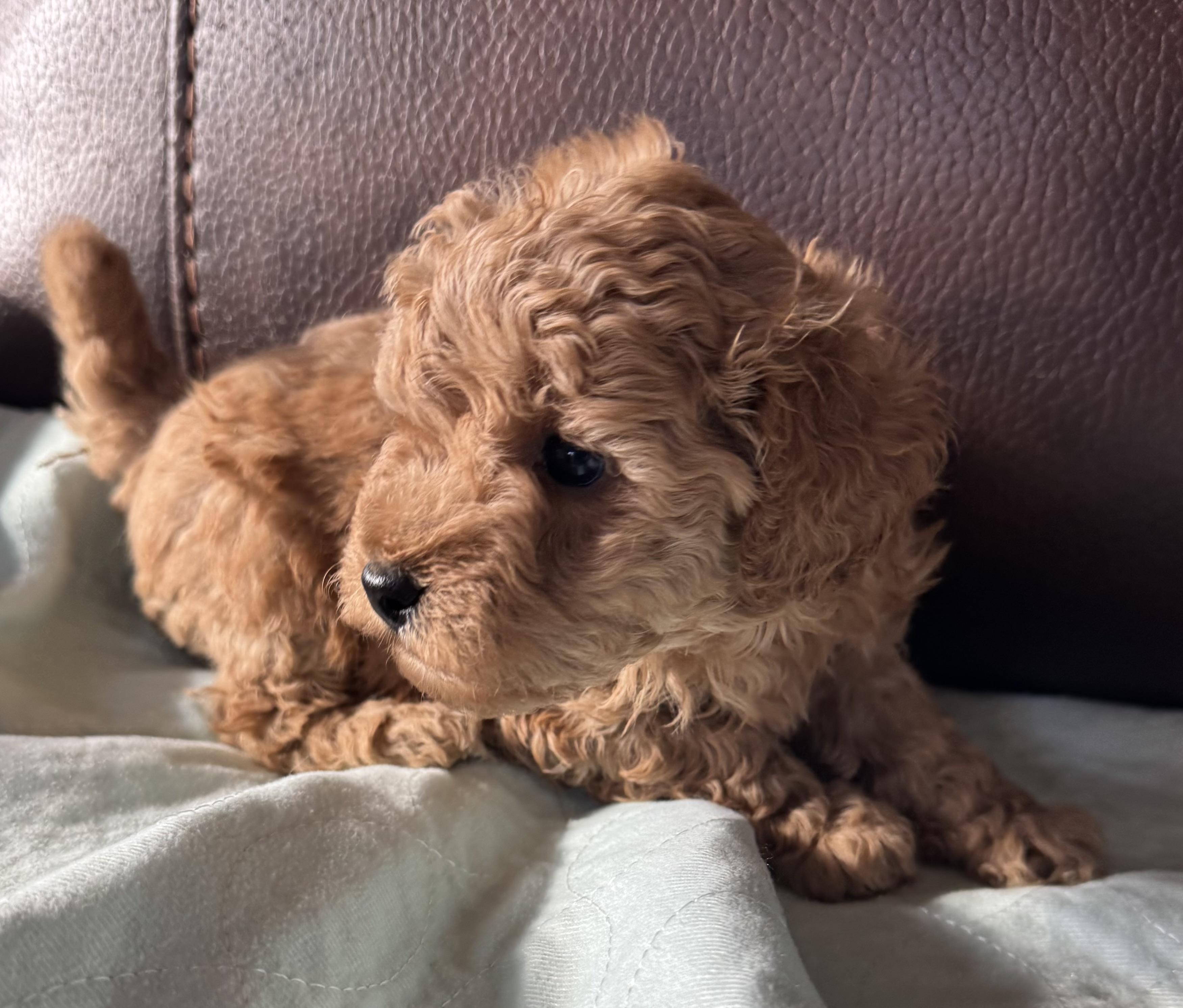 Enlarge Red, a ADOPTABLE Miniature Poodle in Glenwood City, WI image 3/4