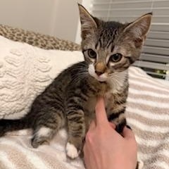 Enlarge Claus, a ADOPTABLE Domestic Short Hair in Johnson City, TN image 1/1