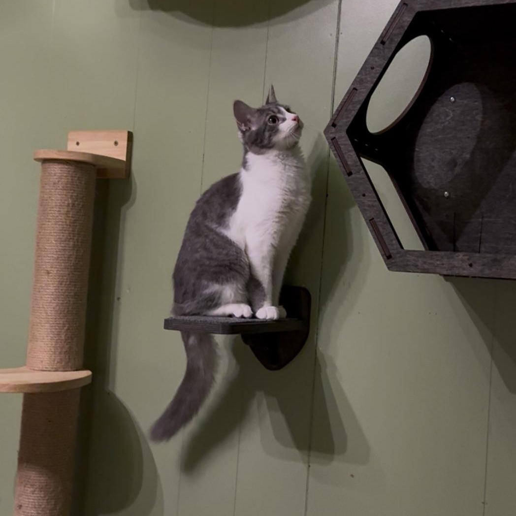 Enlarge Reed, a Adopted Domestic Short Hair in Mount Holly, NC image 2/3