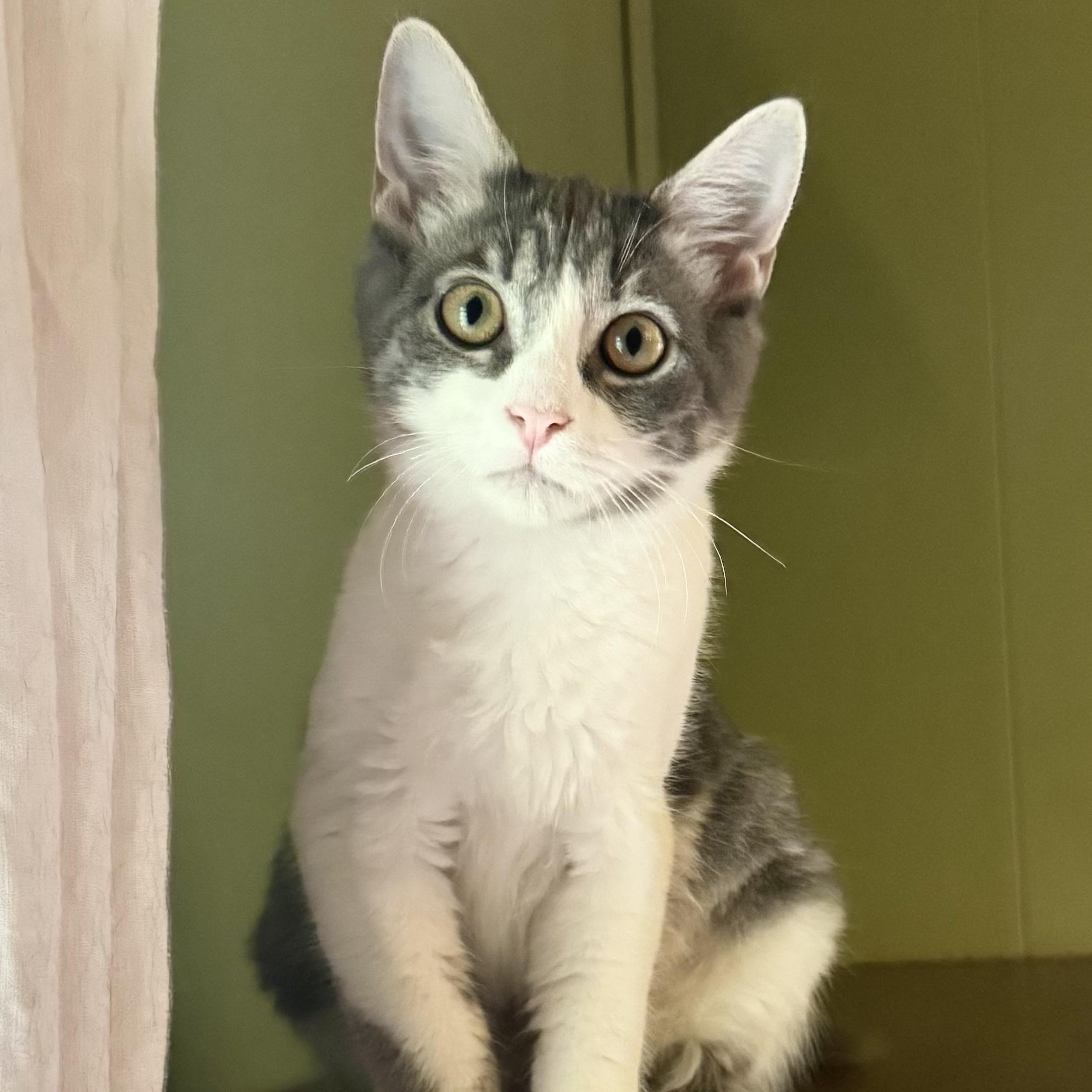 Enlarge Reed, a Adopted Domestic Short Hair in Mount Holly, NC image 1/3