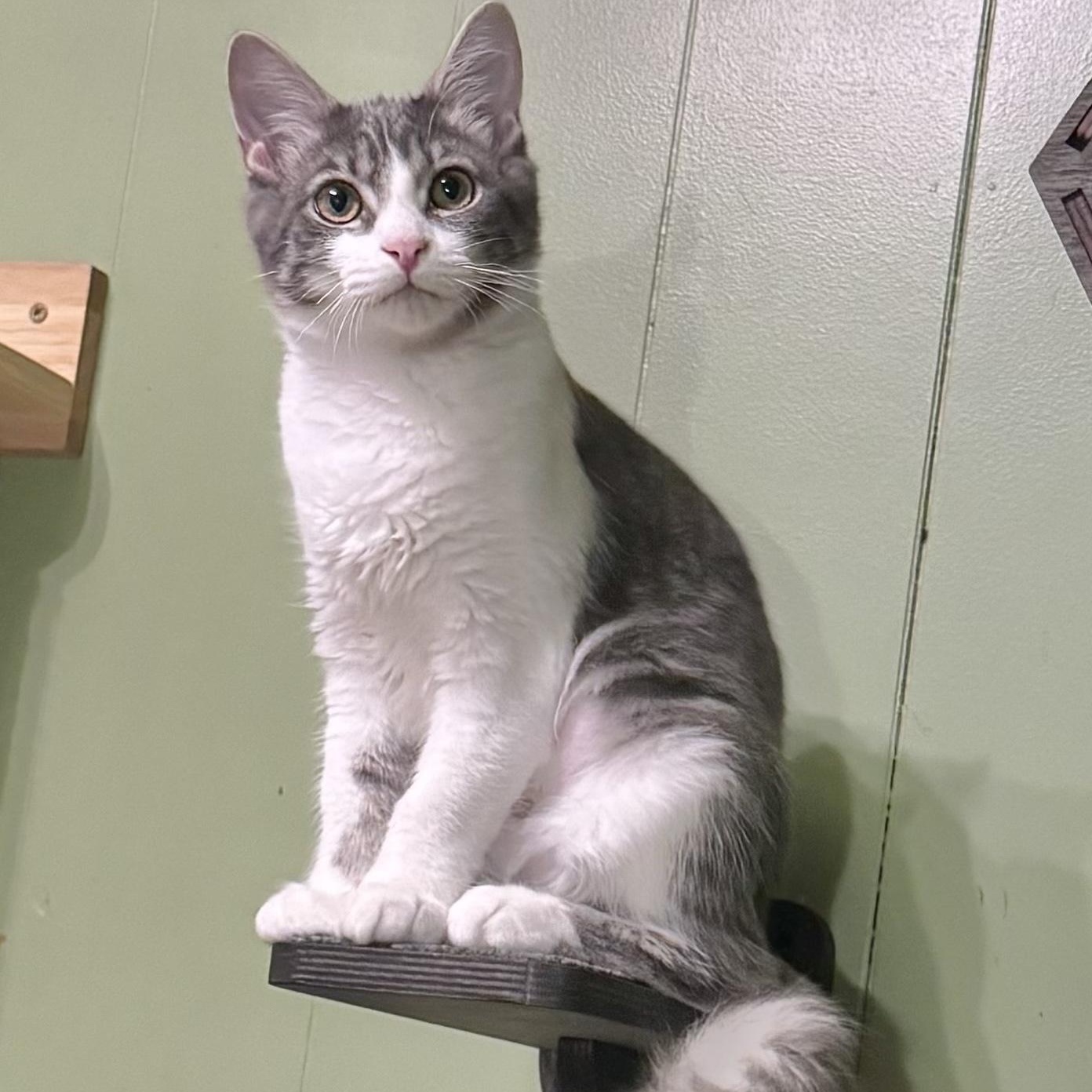 Enlarge Reed, a Adopted Domestic Short Hair in Mount Holly, NC image 3/3