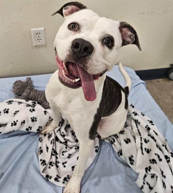 GYPSY, Adoptable, Adult Female Mixed Breed.