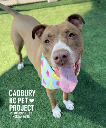Cadbury, Adoptable, Adult Female Pit Bull Terrier & Mixed Breed.