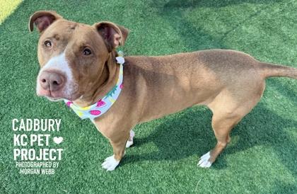 Enlarge Cadbury, a Adoptable mixed breed in Kansas City, MO image 2/3
