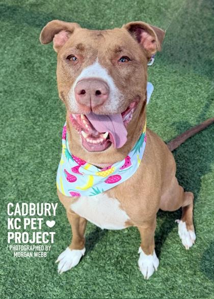 Enlarge Cadbury, a Adoptable mixed breed in Kansas City, MO image 3/3