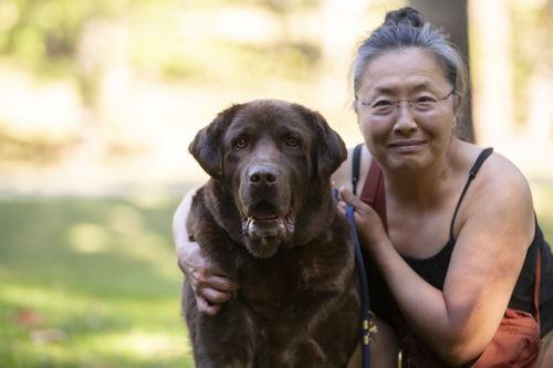 Bo - ADOPTED!!, Adoptable, Adult Male Labrador Retriever.