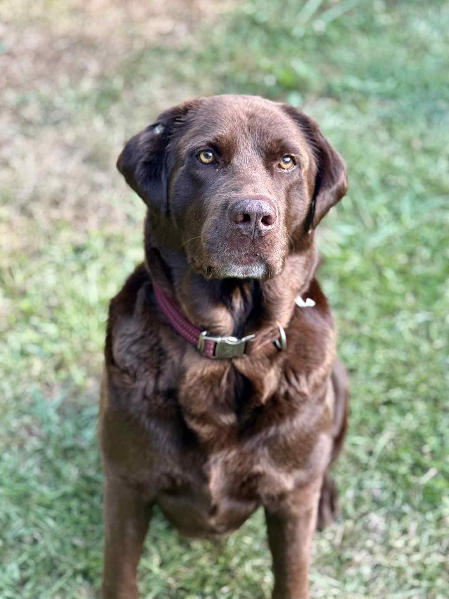 Bo - ADOPTED!!, a Adoptable Labrador Retriever in Arlington, VA image 2/3