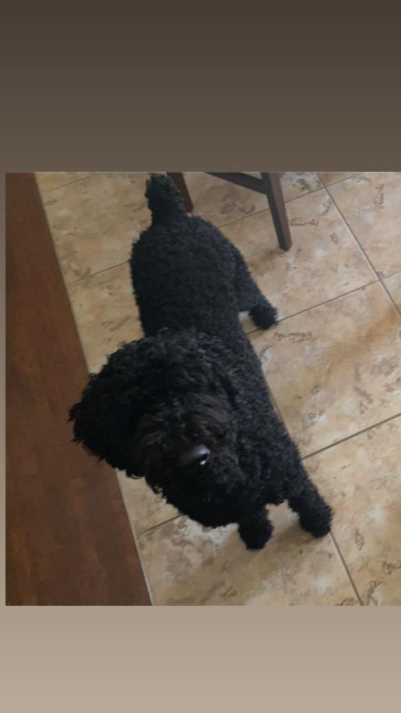 Sophie, Adoptable, Adult Female Poodle.