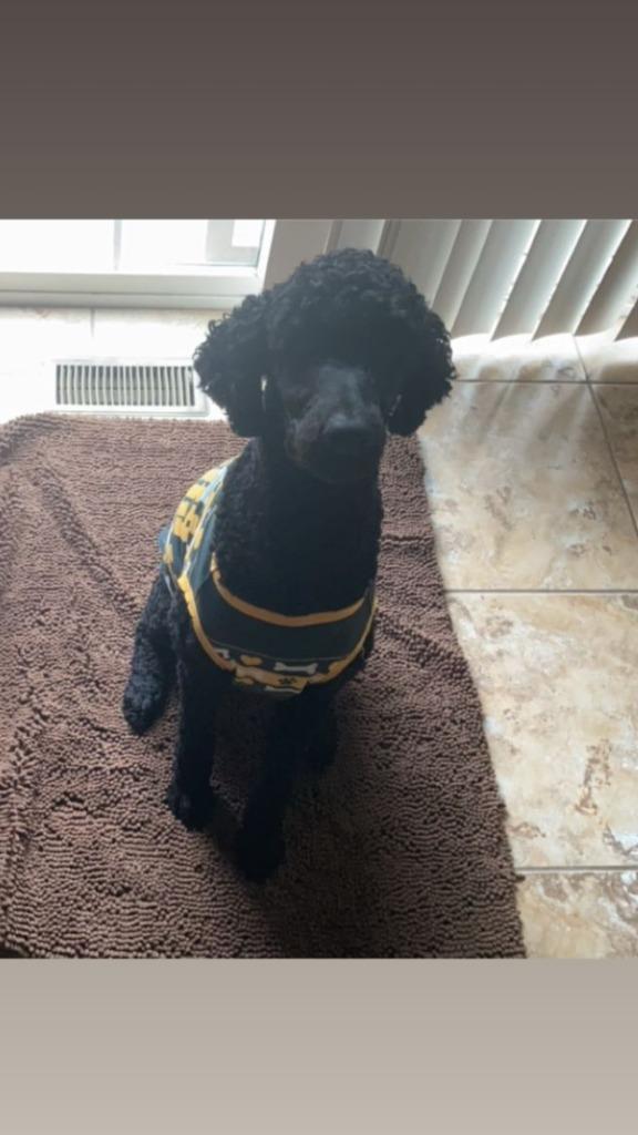 Enlarge Sophie, a Adoptable Poodle in Effingham, IL image 2/2
