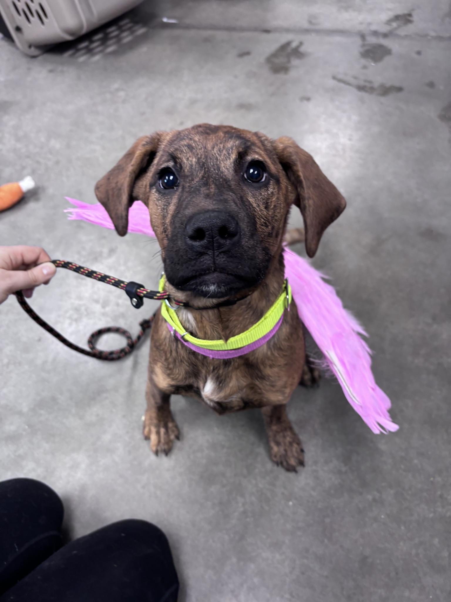 Enlarge Sadie, a Adoptable Mixed Breed in Pembroke, MA image 2/5