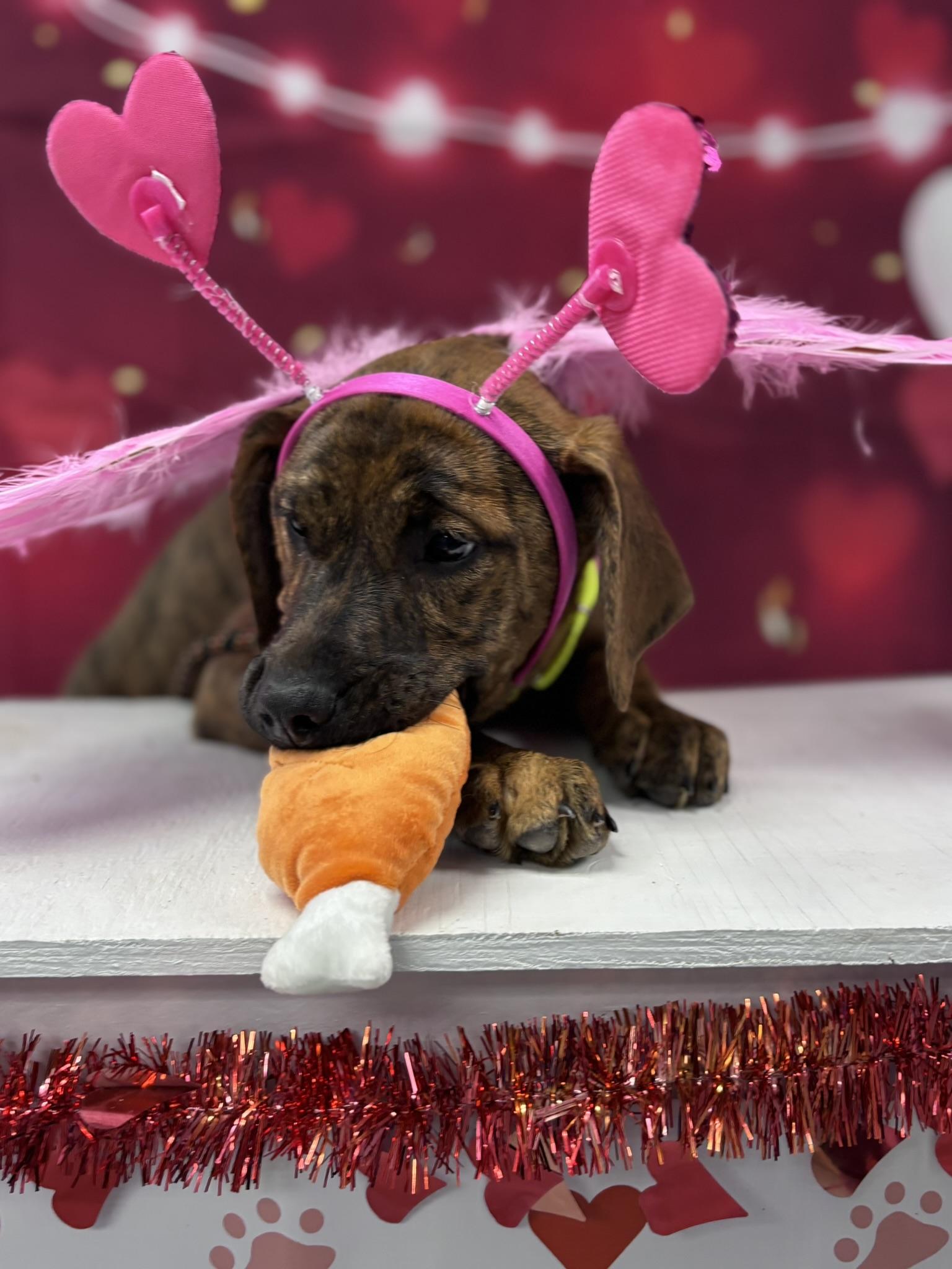 Enlarge Sadie, a Adoptable Mixed Breed in Pembroke, MA image 5/5