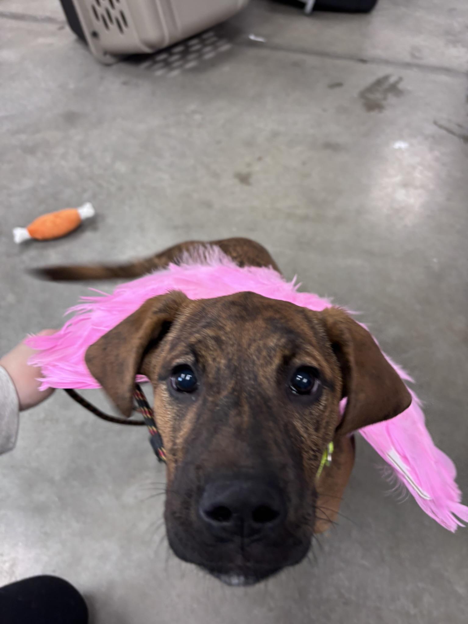 Enlarge Sadie, a Adoptable Mixed Breed in Pembroke, MA image 3/5