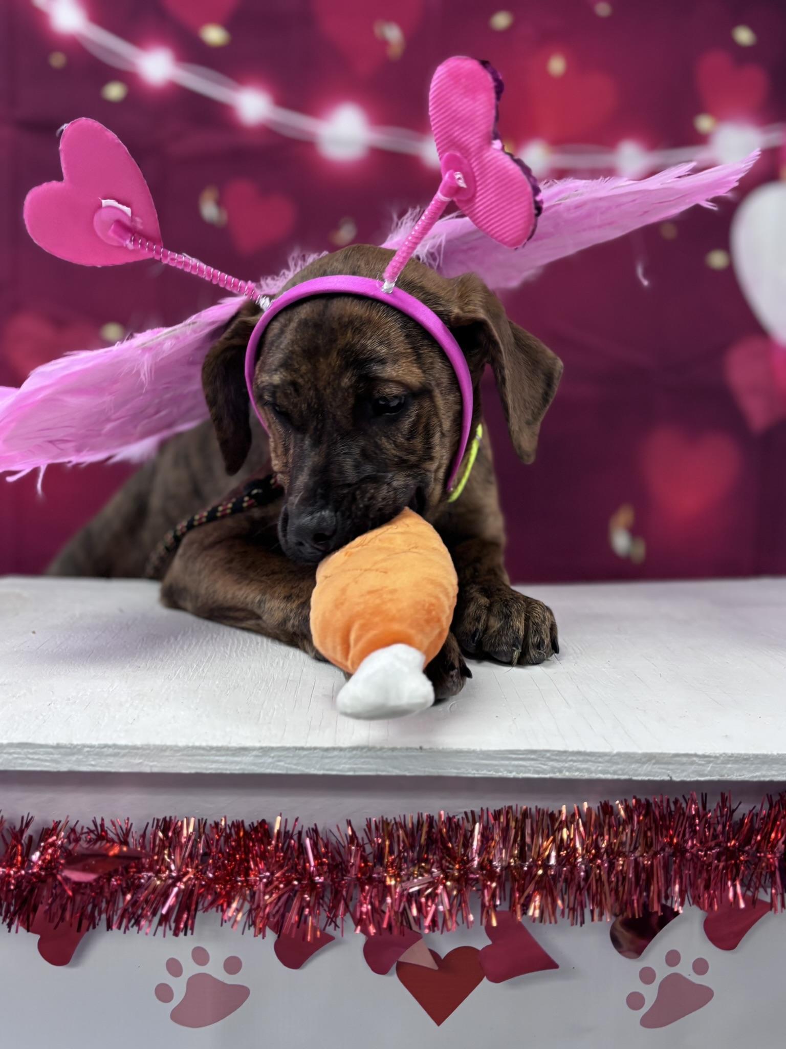 Sadie, Adoptable, Puppy Female Mixed Breed.