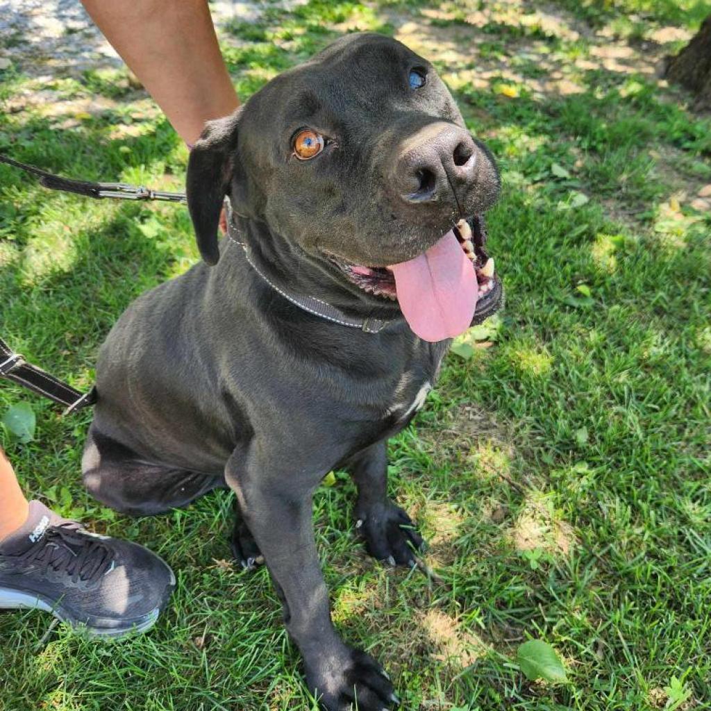 Enlarge Boulder (Bobo), a Adoptable mixed breed in Washburn, MO image 1/1