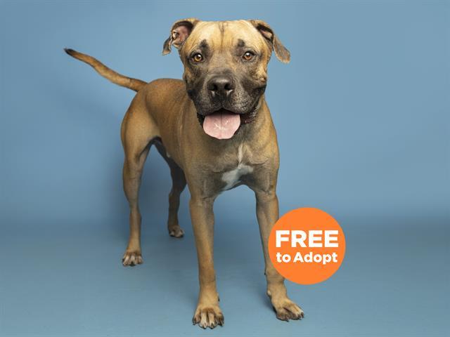 Enlarge BEANS, a Adoptable Cane Corso in Phoenix, AZ image 1/1