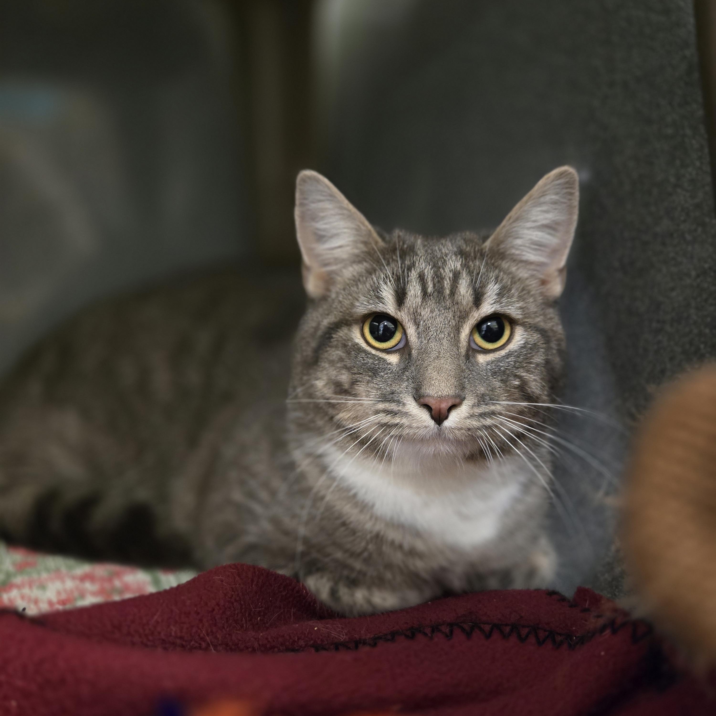Enlarge Dakota , a ADOPTABLE Domestic Short Hair in Paris, ME image 1/1