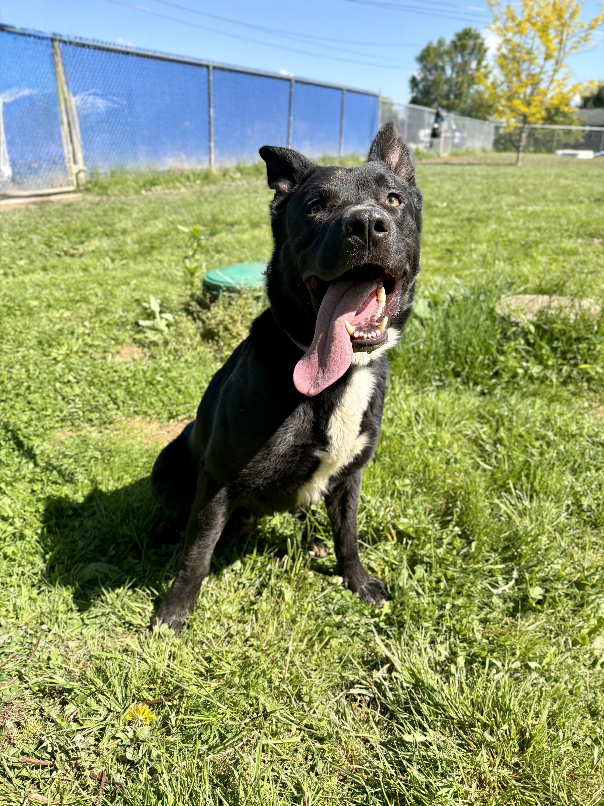Nylo , ADOPTABLE, Adult Male German Shepherd Dog.