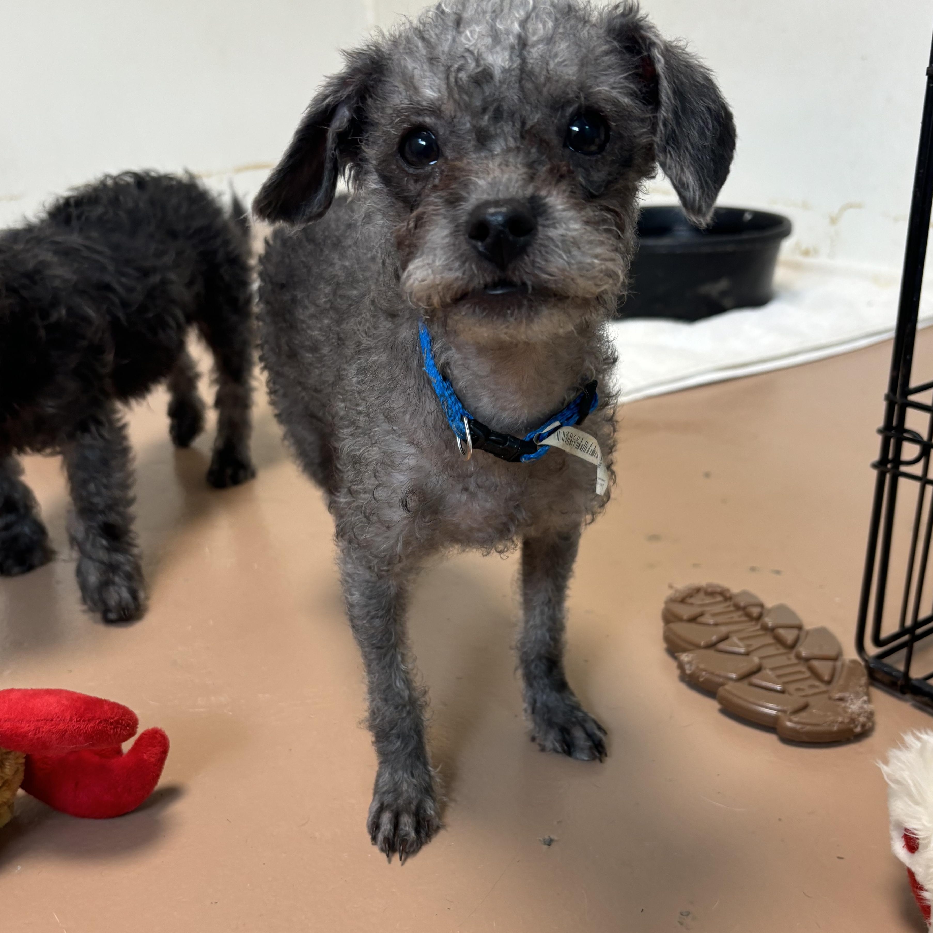 Simon, Adopted, Puppy Male Miniature Poodle & Maltese.