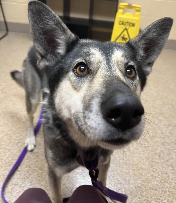 Enlarge Quinn, a Adoptable mixed breed in Salem, OR image 1/1