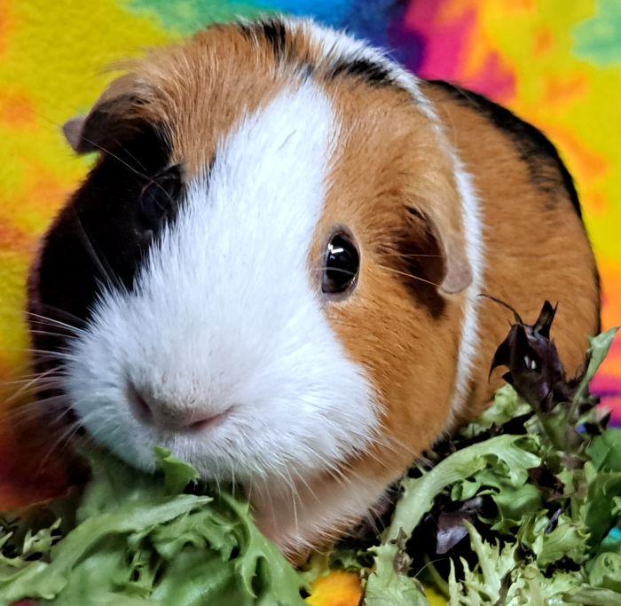 Buttercup, Adoptable, Adult Female Short-Haired.