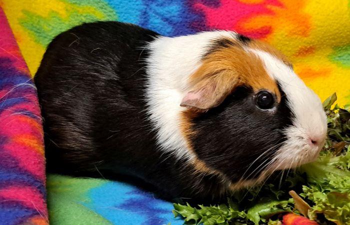 Enlarge Buttercup, a Adoptable Short-Haired in Gary, IN image 4/5