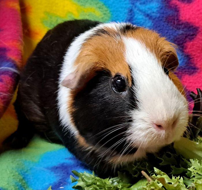 Enlarge Buttercup, a Adoptable Short-Haired in Gary, IN image 5/5