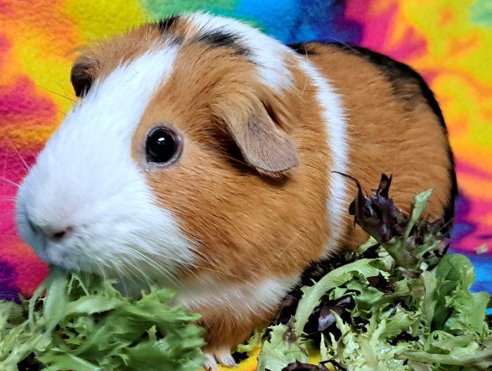 Enlarge Buttercup, a Adoptable Short-Haired in Gary, IN image 3/5
