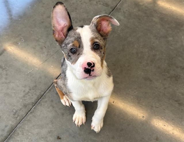GROOT, Adoptable, Puppy Male Pit Bull Terrier & Mixed Breed.
