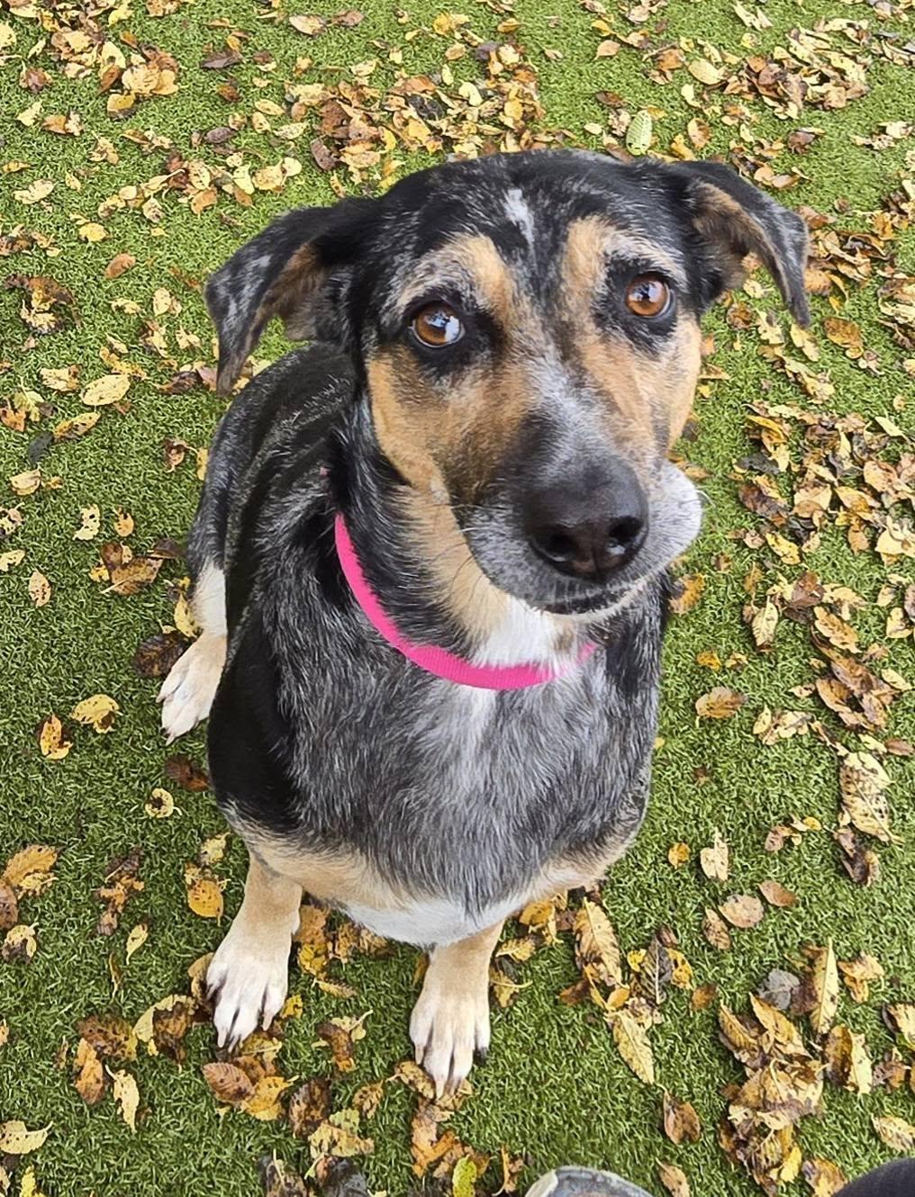 Pepper, adopted, Adult Female Catahoula Leopard Dog.