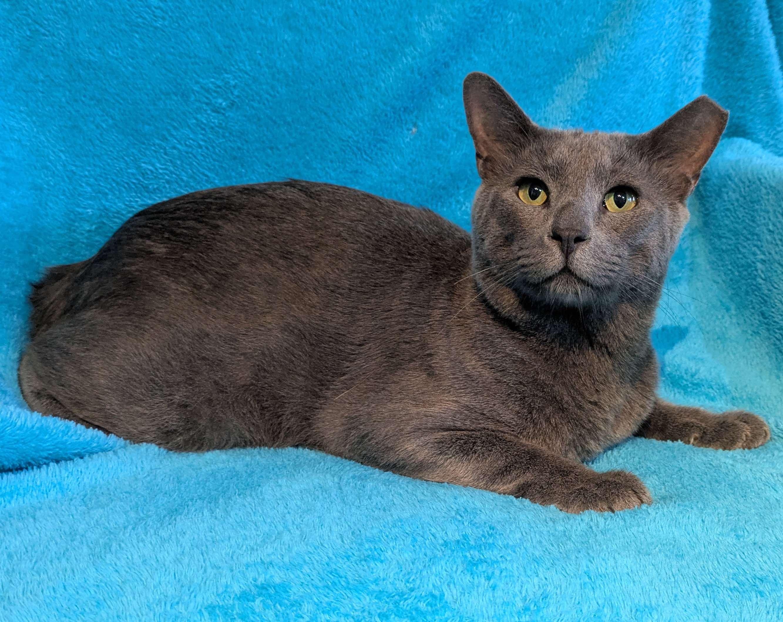 Enlarge Keeko, a Adopted Russian Blue in Houston, TX image 6/6