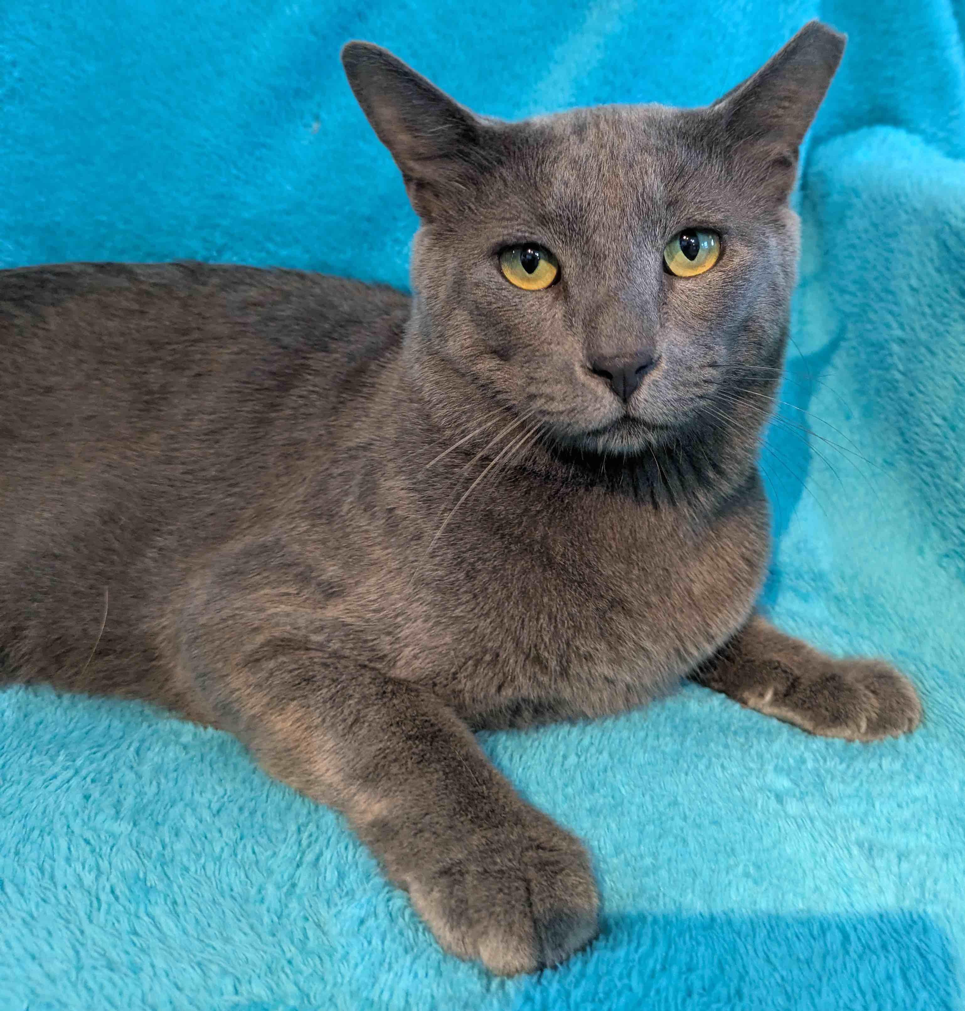 Enlarge Keeko, a Adopted Russian Blue in Houston, TX image 5/6