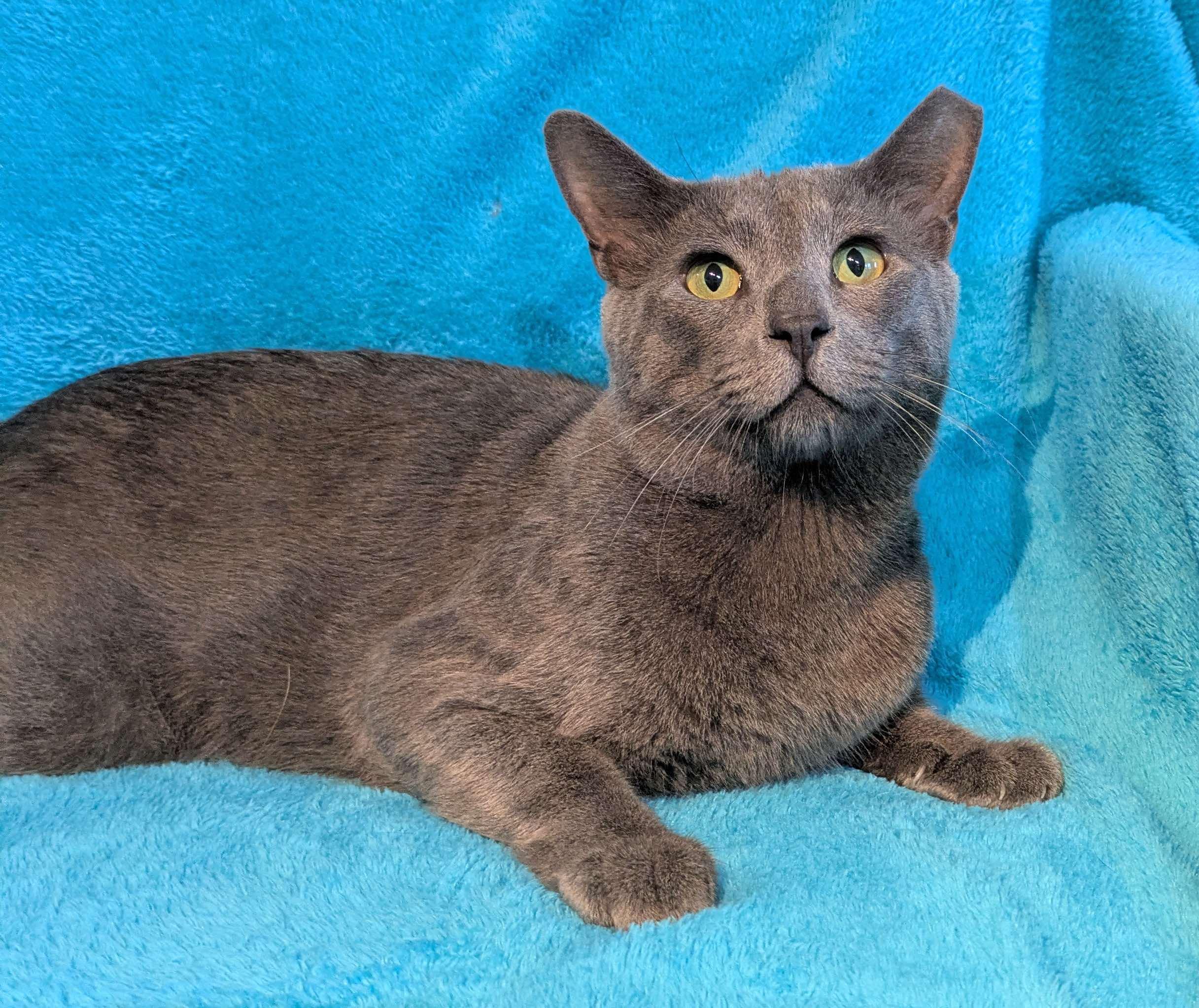 Enlarge Keeko, a Adopted Russian Blue in Houston, TX image 3/6