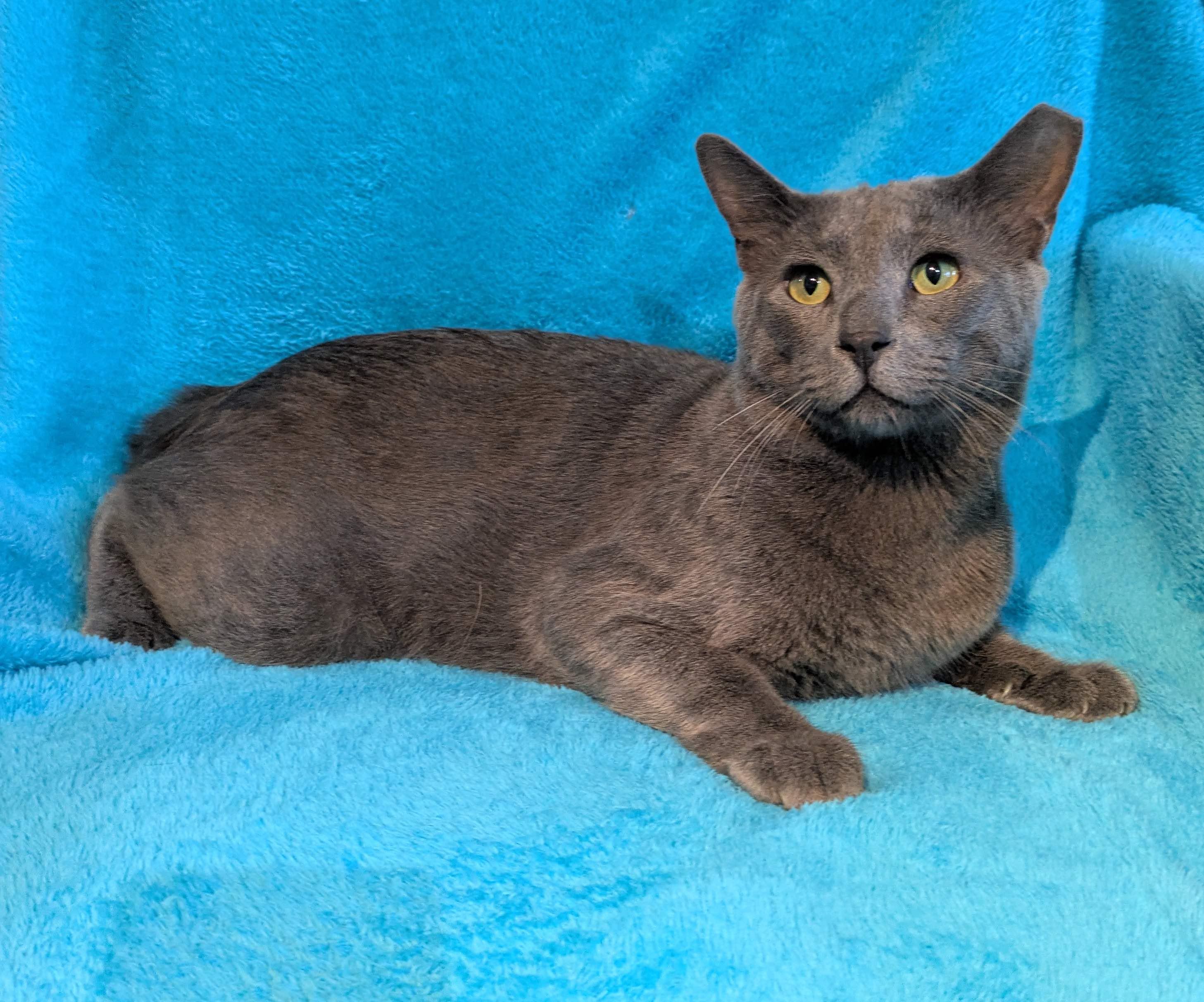 Enlarge Keeko, a Adopted Russian Blue in Houston, TX image 1/6