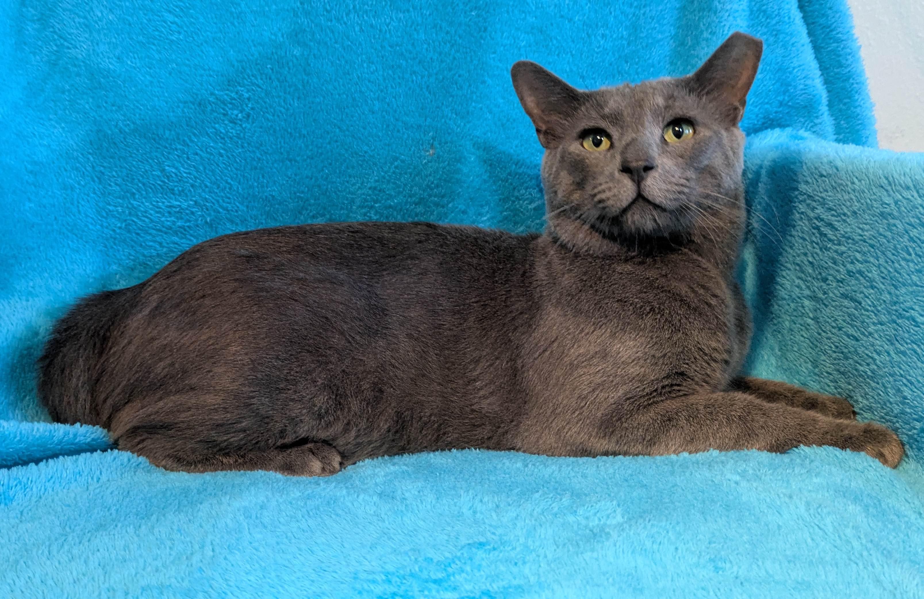 Enlarge Keeko, a Adopted Russian Blue in Houston, TX image 4/6