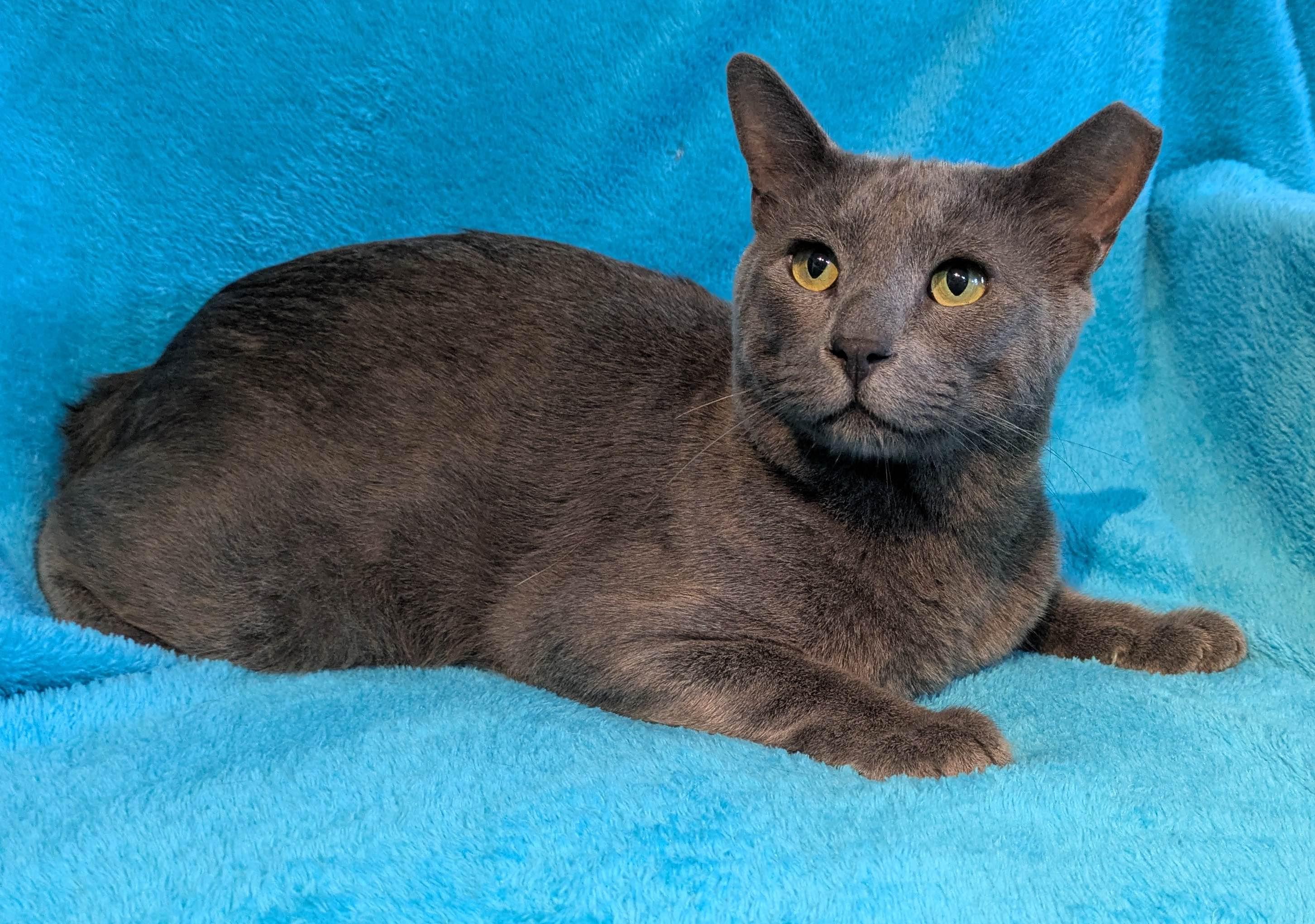 Enlarge Keeko, a Adopted Russian Blue in Houston, TX image 2/6