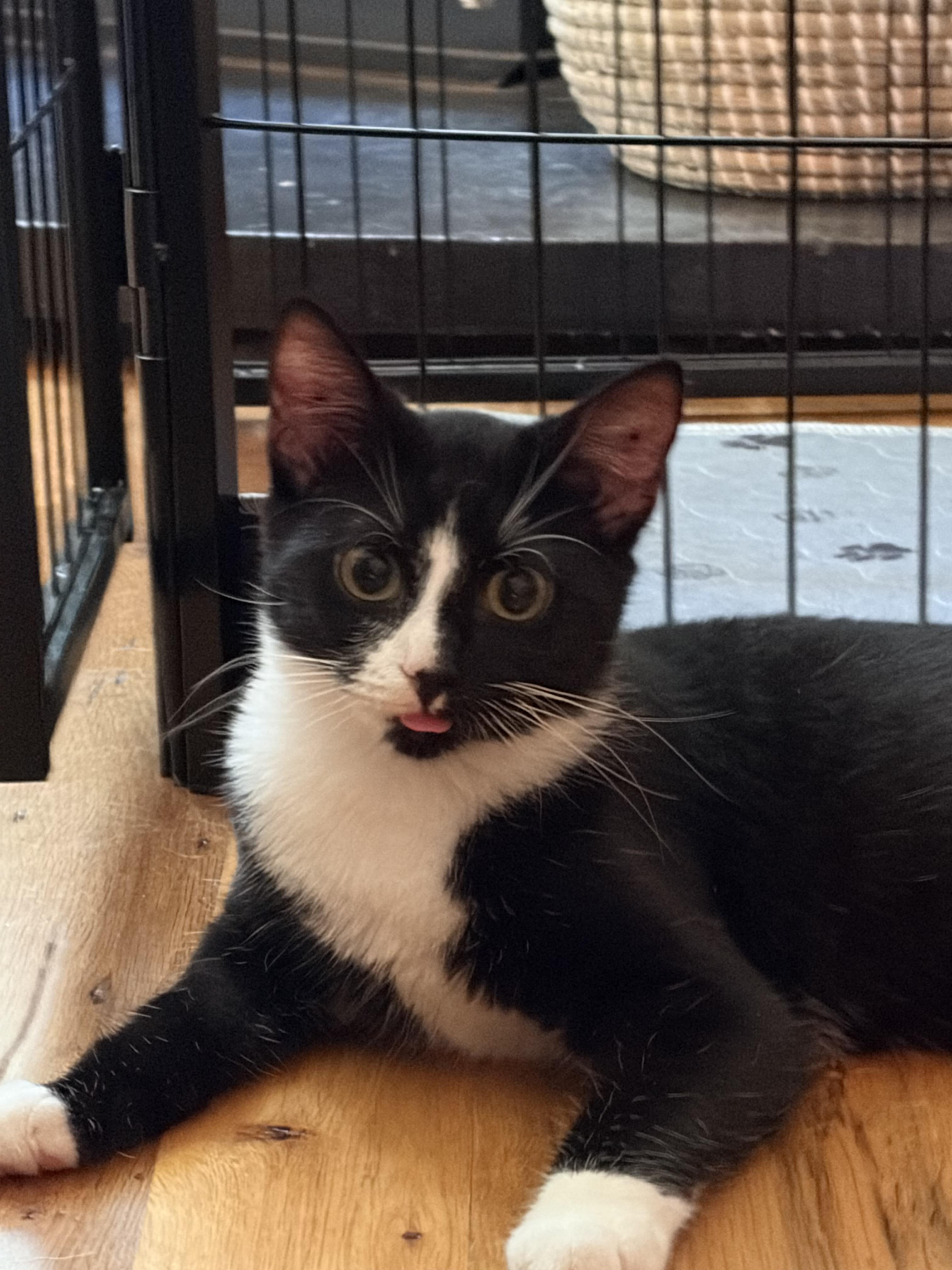 Enlarge Max, a Adopted Domestic Short Hair in candler, NC image 1/3
