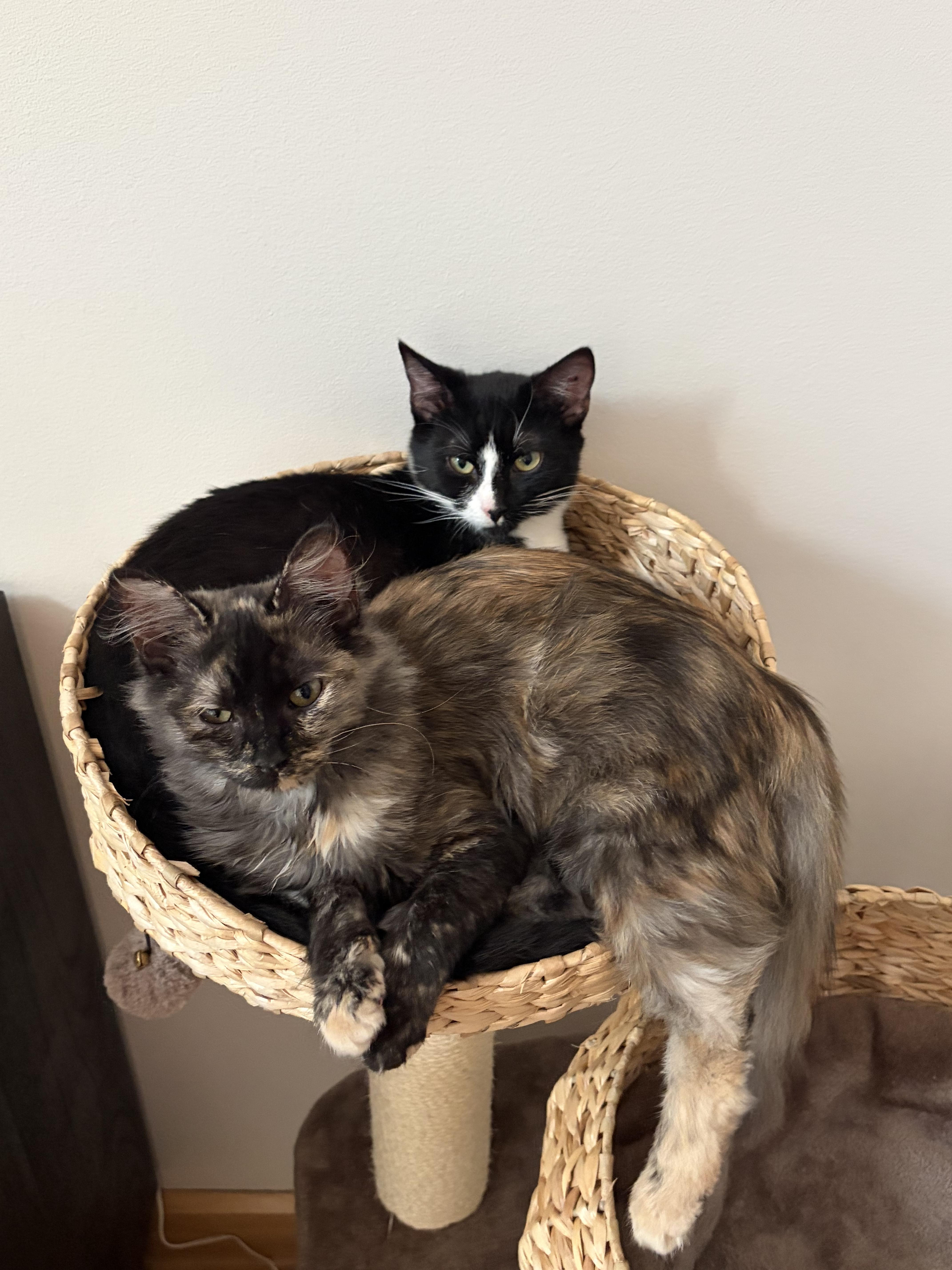 Enlarge Max, a Adopted Domestic Short Hair in candler, NC image 2/3