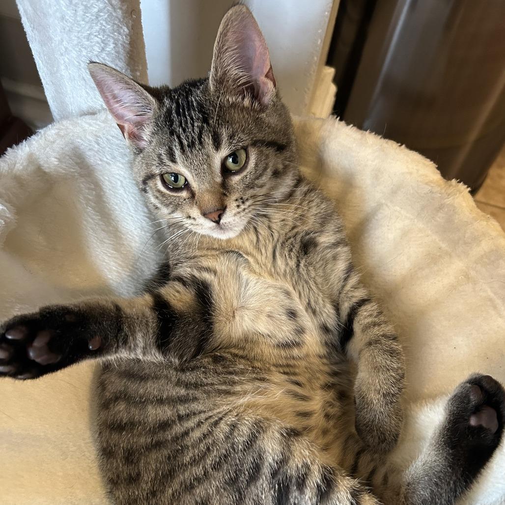 Louisville, Adoptable, Kitten Male Domestic Short Hair.