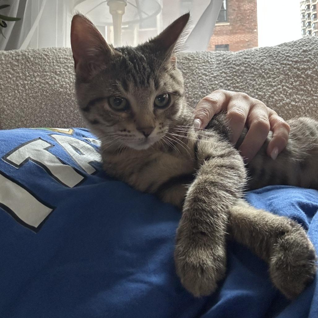 Enlarge Louisville, a Adoptable Domestic Short Hair in Evanston, IL image 2/3