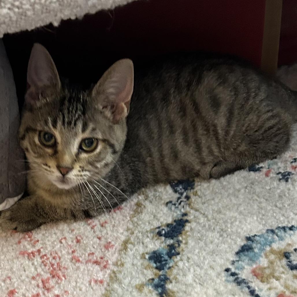 Enlarge Louisville, a Adoptable Domestic Short Hair in Evanston, IL image 3/3