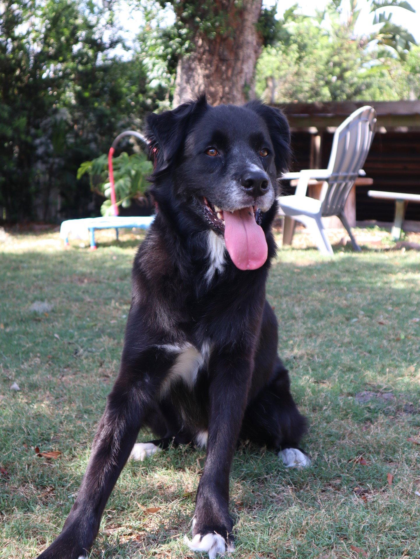 Enlarge Asher *, a Adoptable mixed breed in Royal Palm Beach, FL image 2/3