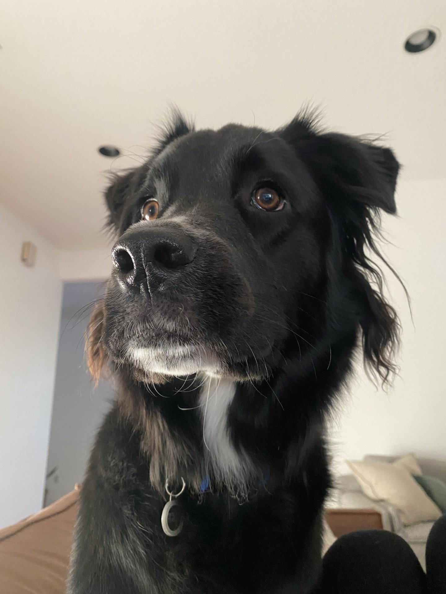 Enlarge Asher *, a Adoptable mixed breed in Royal Palm Beach, FL image 3/3