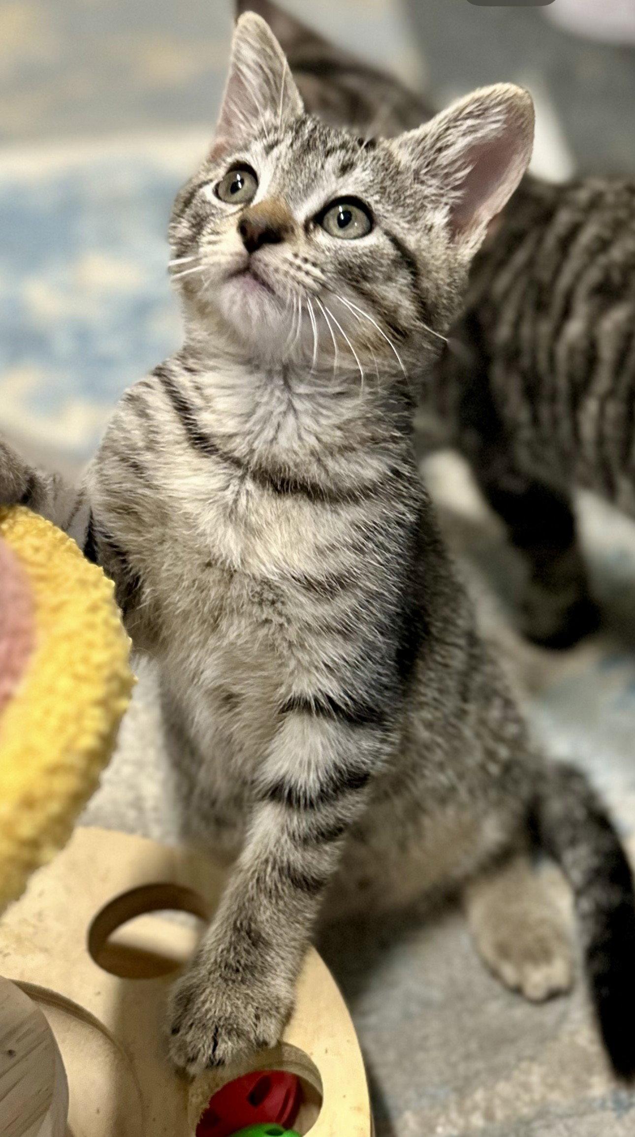 Enlarge Thor, a Adopted Domestic Short Hair in Sistersville, WV image 1/3