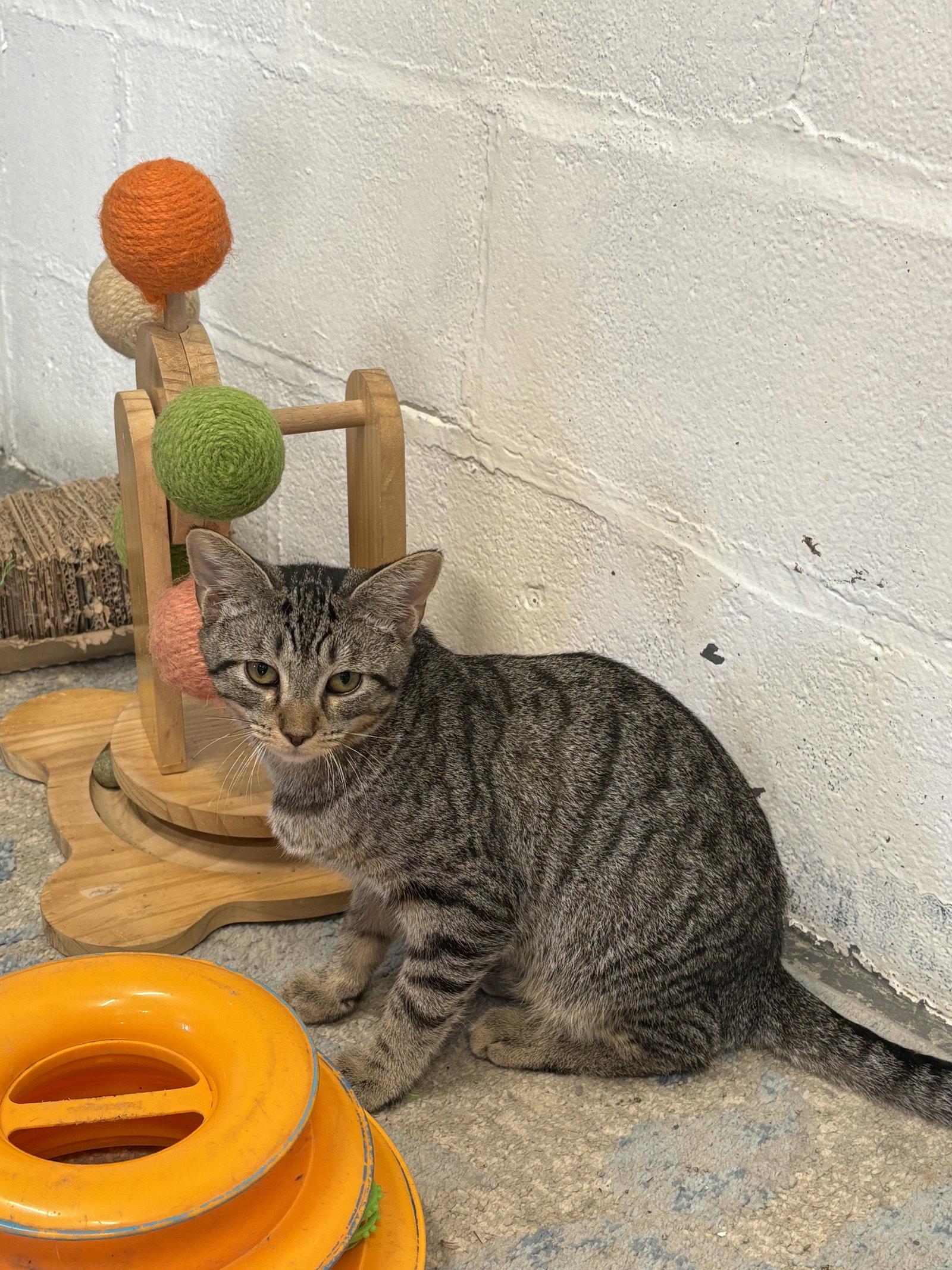 Enlarge Thor, a Adopted Domestic Short Hair in Sistersville, WV image 2/3