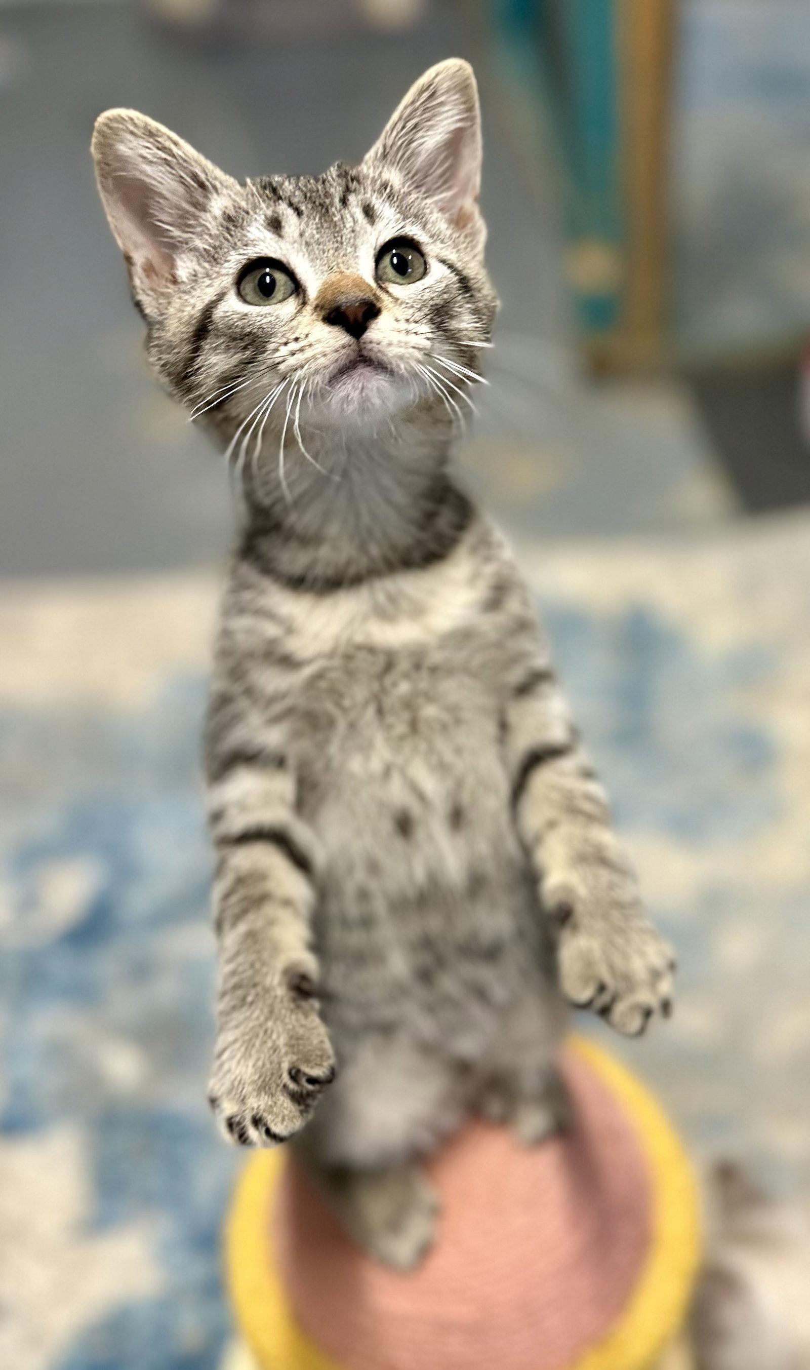 Enlarge Thor, a Adopted Domestic Short Hair in Sistersville, WV image 3/3