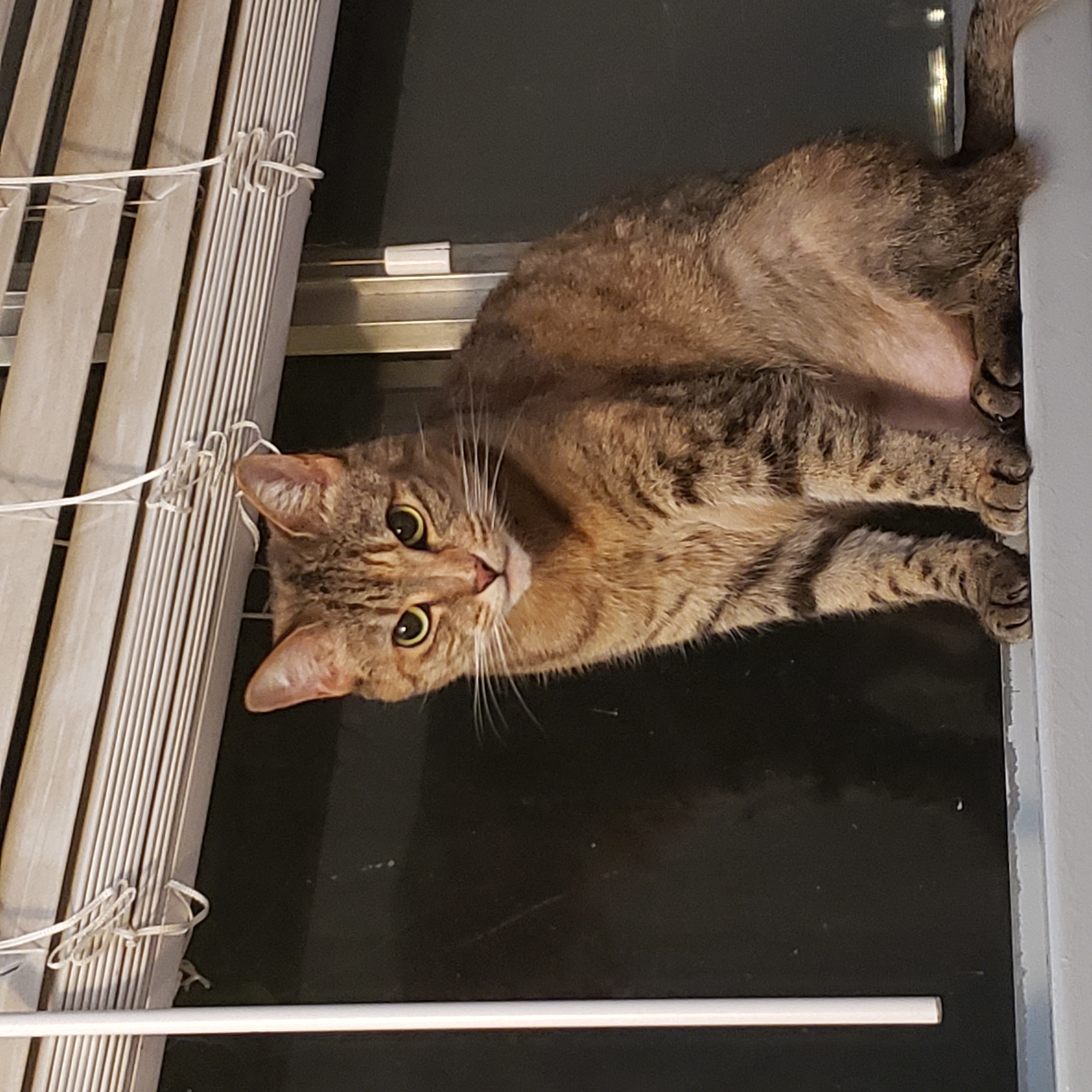 Jelly Belly, Adoptable, Adult Female Abyssinian & Tabby.