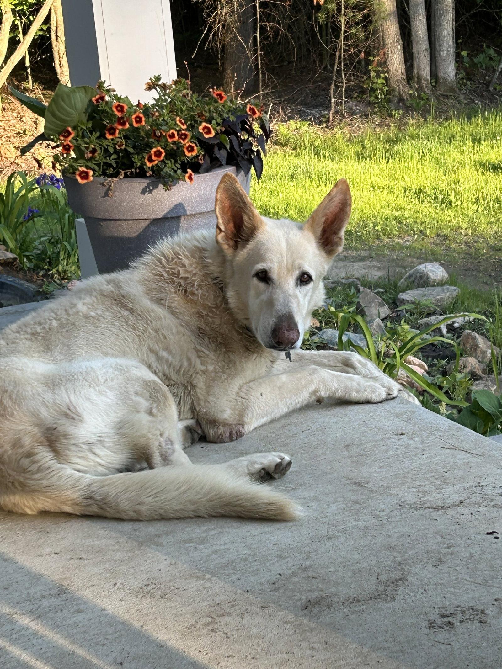 Knight, a Adoptable White German Shepherd in Londonderry, NH image 1/3